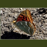 pillangok036.jpg